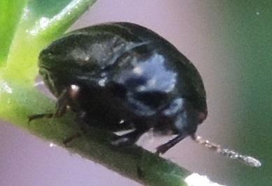 Coptosoma scutellatum